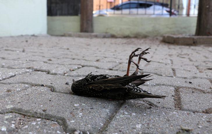 Edirne'de üzücü olay... Kuşlar donarak öldü G3