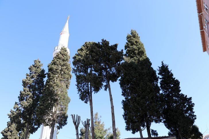 Edirne'de üzücü olay... Kuşlar donarak öldü G4