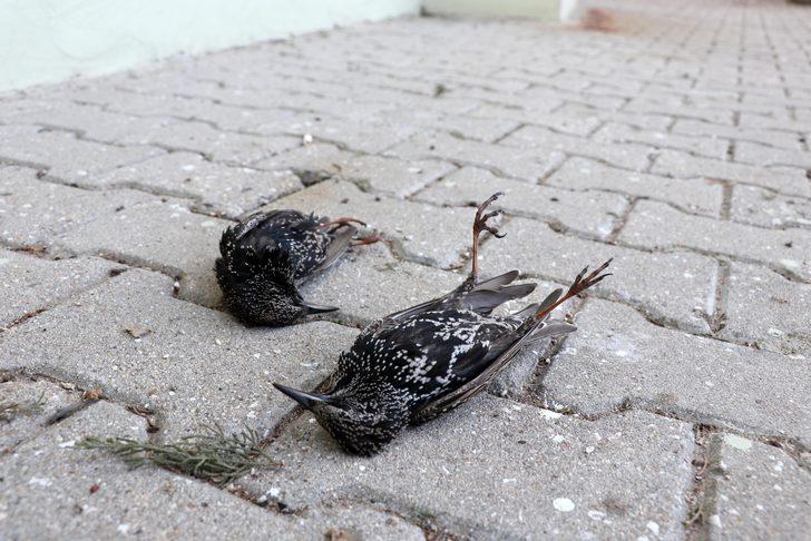 Edirne'de üzücü olay... Kuşlar donarak öldü G5