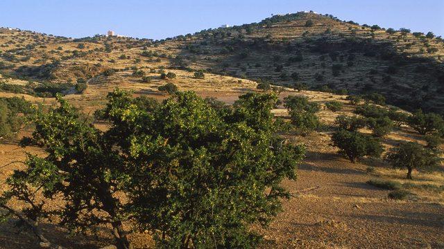 Argan ağacı Fas'a özgü bir tür