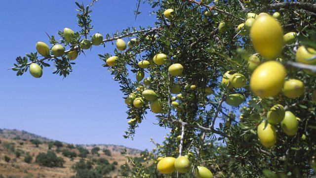 Çekirdeğe ulaşmak için meyve ve kabuğunu ayırmak gerekiyor