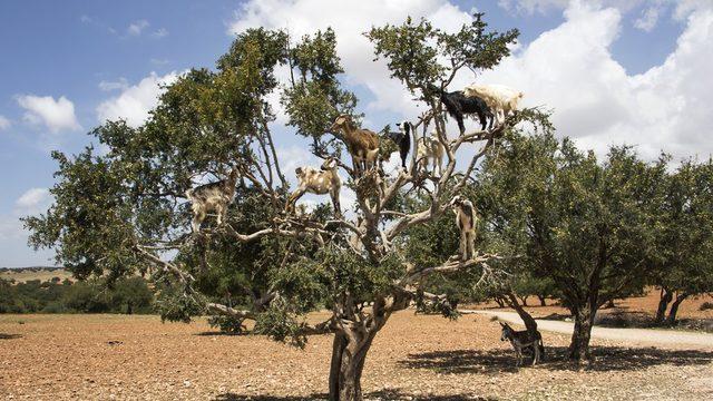 Argan ağaçlarına tırmanan keçiler