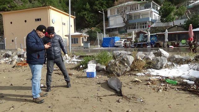 Bartın’da ölü yunus sahile vurdu