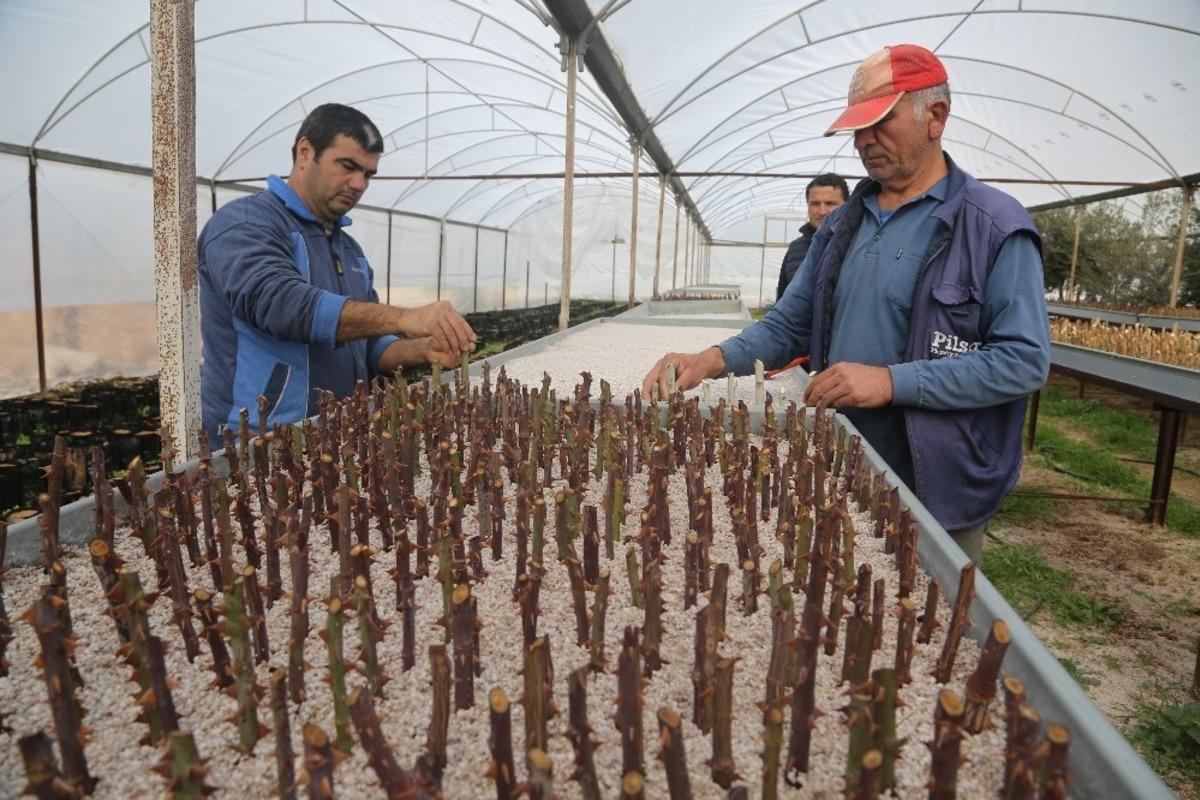 Erdemli &ccedil;i&ccedil;ek serası yenileniyor