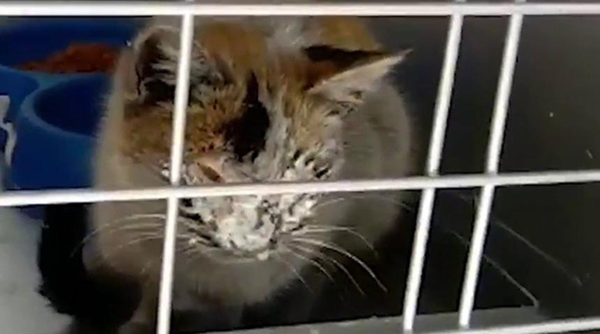 12 gün sonra enkazdan kurtarılan kedi için duygusal paylaşım