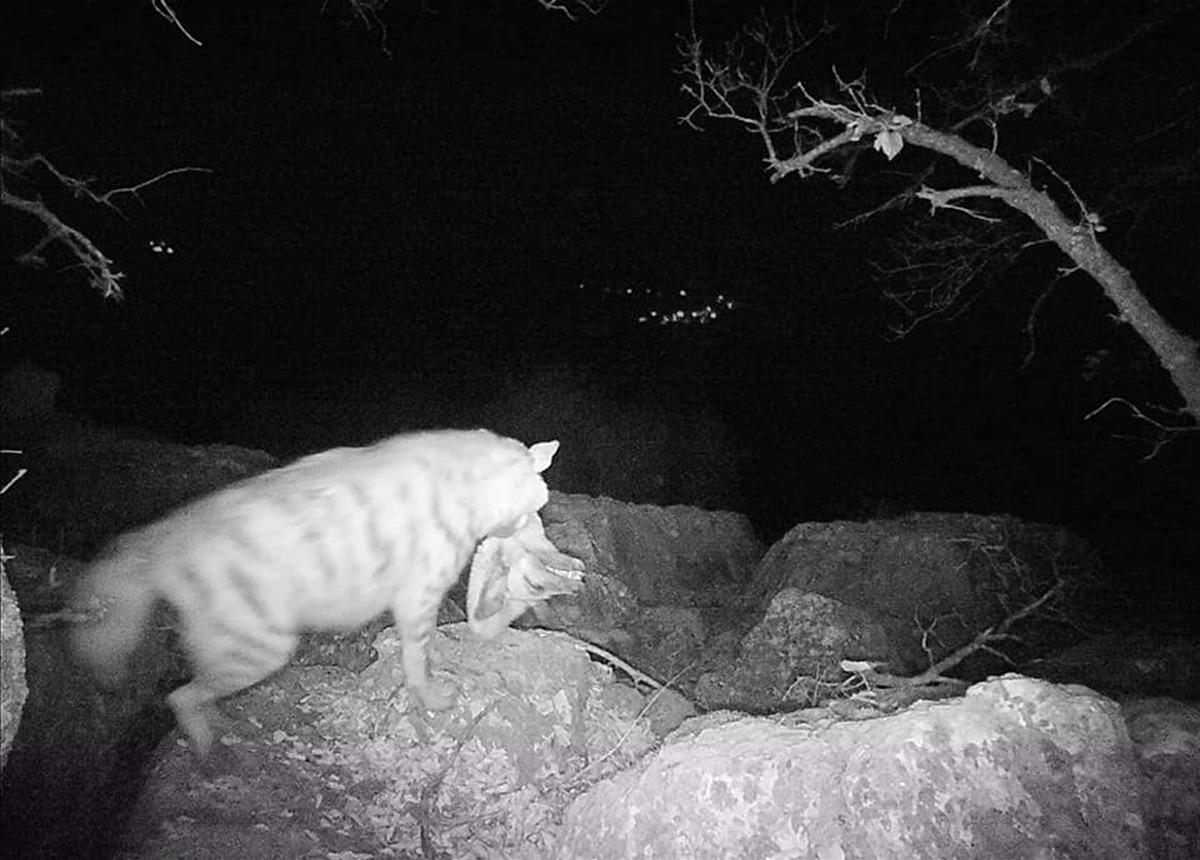 Adıyaman'da nesli t&uuml;kenmekte olan &ccedil;izgili sırtlan fotokapanla g&ouml;r&uuml;nt&uuml;lendi