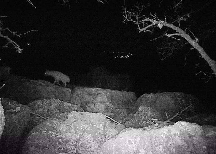 Adıyaman'da nesli tükenmekte olan çizgili sırtlan fotokapanla görüntülendi G2