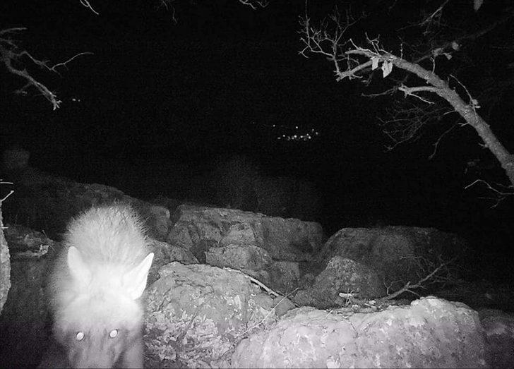 Adıyaman'da nesli tükenmekte olan çizgili sırtlan fotokapanla görüntülendi G3