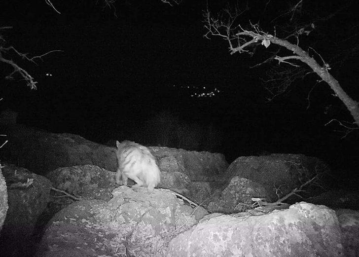 Adıyaman'da nesli tükenmekte olan çizgili sırtlan fotokapanla görüntülendi G4
