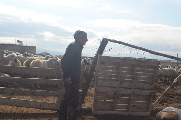 Çobanlar hem kış şartları hem de arazi şartları ile mücadele ediyor G2