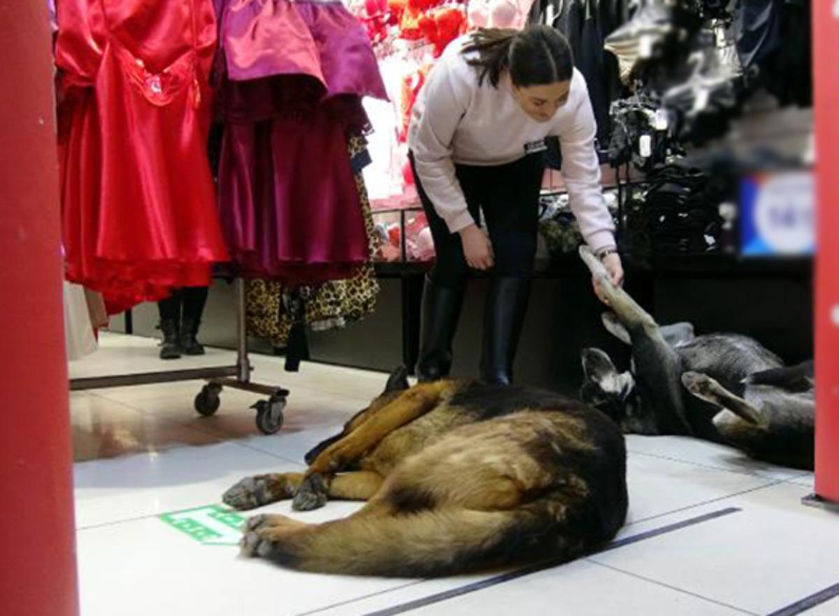 Mağazalar kapılarını sokak k&ouml;peklerine a&ccedil;tı