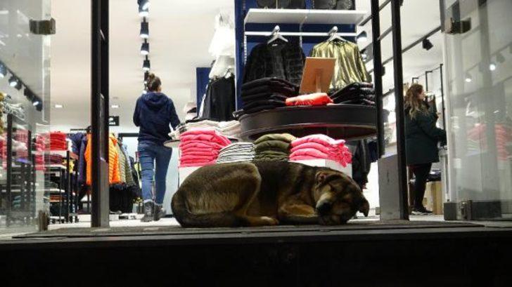 Mağazalar kapılarını sokak köpeklerine açtı G3