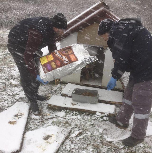 Darıca Belediyesi, sokak hayvanlarını unutmadı