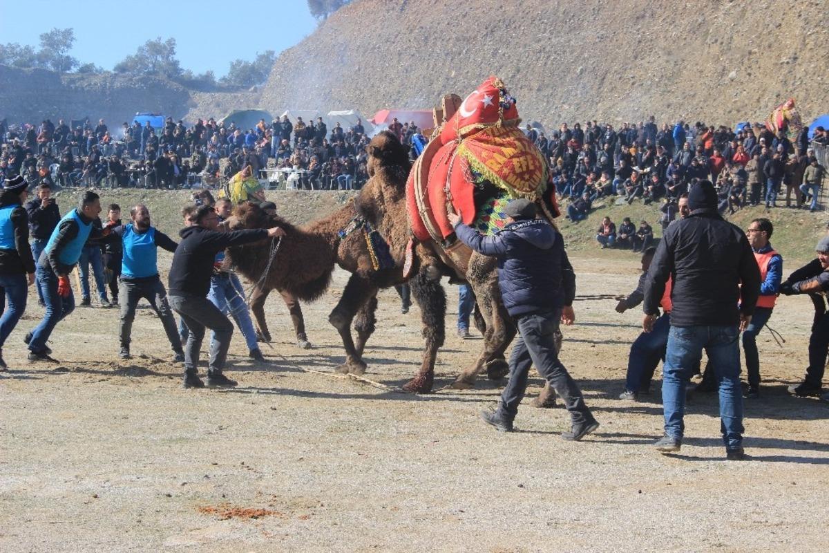 Edremit deve g&uuml;reşlerine ev sahipliği yaptı