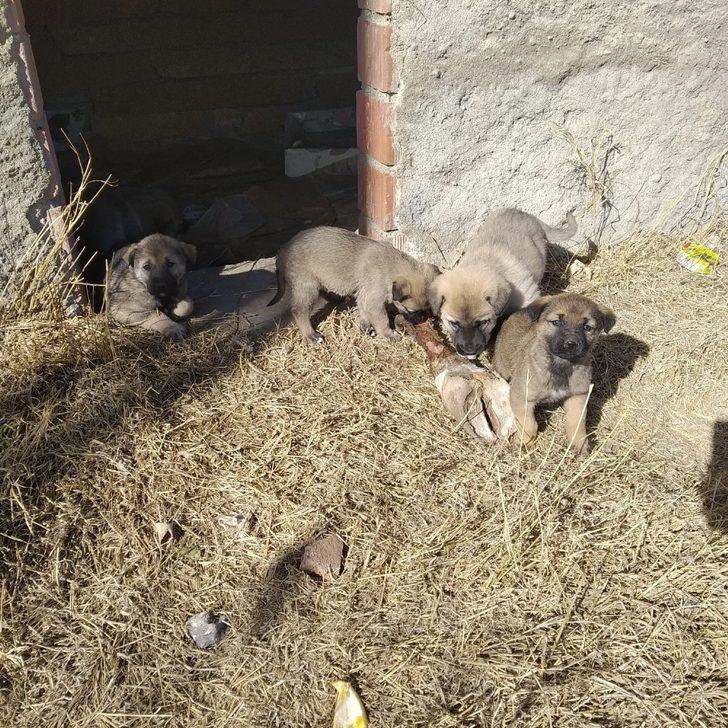 Kuyuda mahsur kalan yavru köpekler kurtarıldı G2
