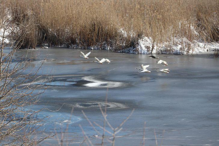 180 kuş türünü barındırıyor! Yayla Gölü'nü bir de şimdi görün G2