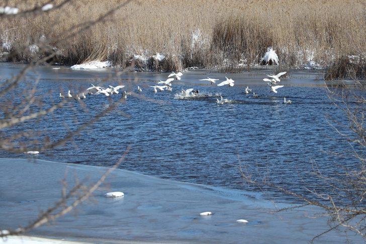 180 kuş türünü barındırıyor! Yayla Gölü'nü bir de şimdi görün G3