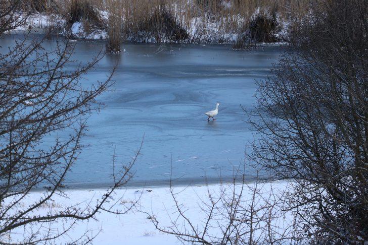 180 kuş türünü barındırıyor! Yayla Gölü'nü bir de şimdi görün G4