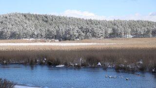 180 kuş türünü barındırıyor! Yayla Gölü'nü bir de şimdi görün