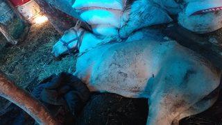 Büyükada'da karantina altına alınan atların içler acısı hali