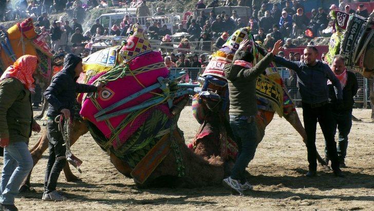 Kuyucak’ta develer depremzedeler yararına güreşti G4