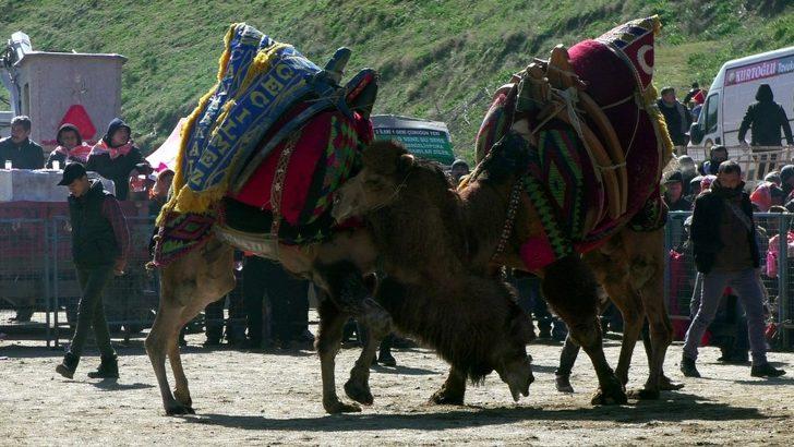 Kuyucak’ta develer depremzedeler yararına güreşti G5