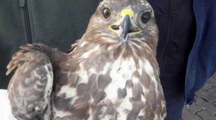 Kanadından yaralı halde bulunan şahin korumaya alındı