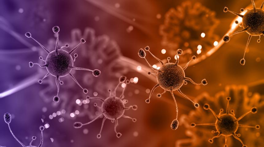 Rusya’da Afrika domuz vebası görüldü