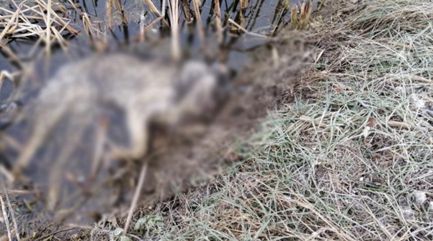 Edirne'de kurt köpekleri av tüfeğiyle katledildi