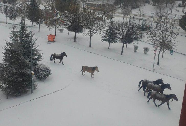 Sahipsiz atlar çöplüklerde G1