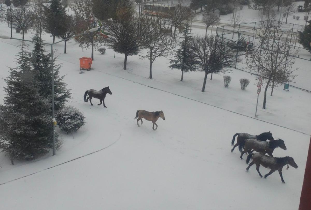 Sahipsiz atlar &ccedil;&ouml;pl&uuml;klerde