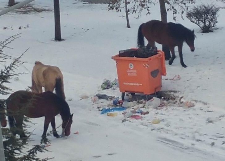 Sahipsiz atlar çöplüklerde G2