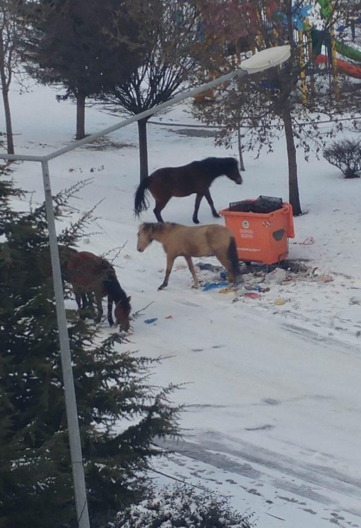 Sahipsiz atlar çöplüklerde G4