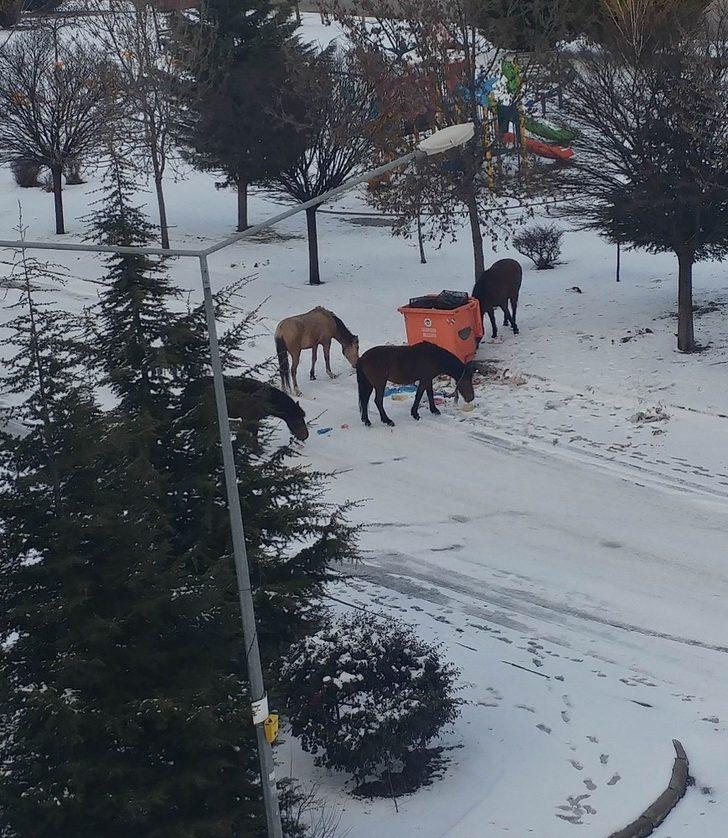 Sahipsiz atlar çöplüklerde G5