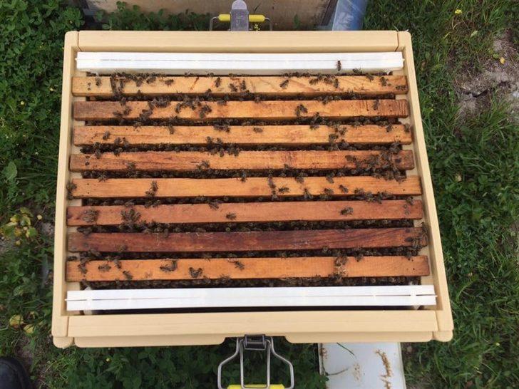 Büyükşehir’de arıcılık eğitim başladı G2