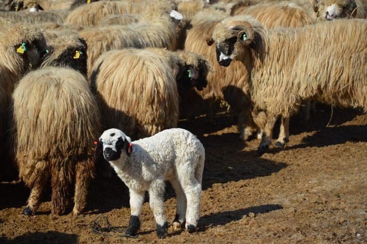 Dağdan kopan kayalar ahırın üzerine düştü, çok sayıda hayvan telef oldu G3