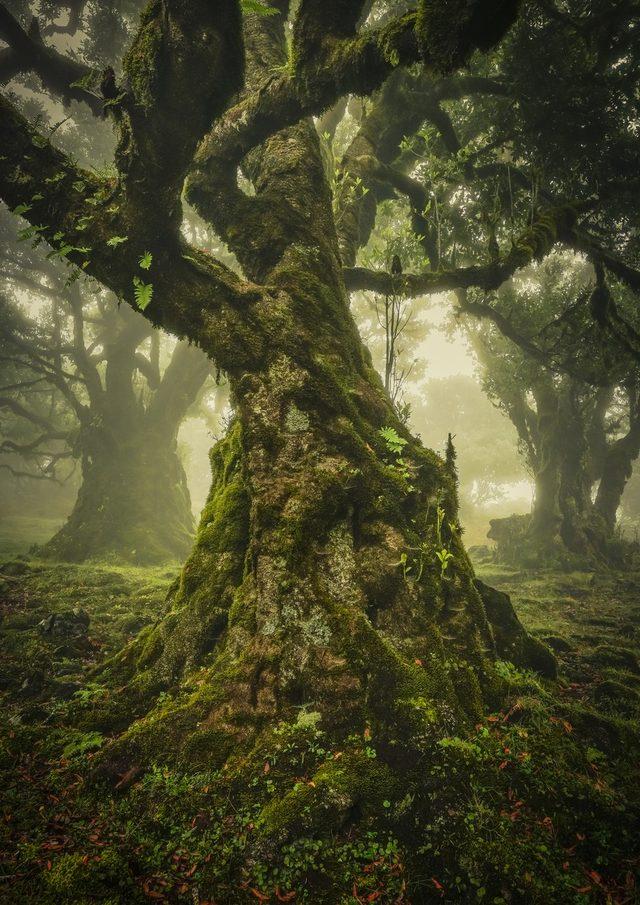 Madeira, Portekiz