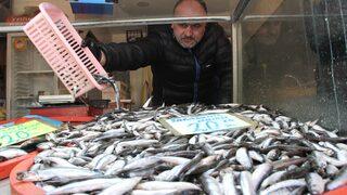 Yağlı hamsi tezgahtaki yerini aldı! Kilosu 20 liradan satılıyor