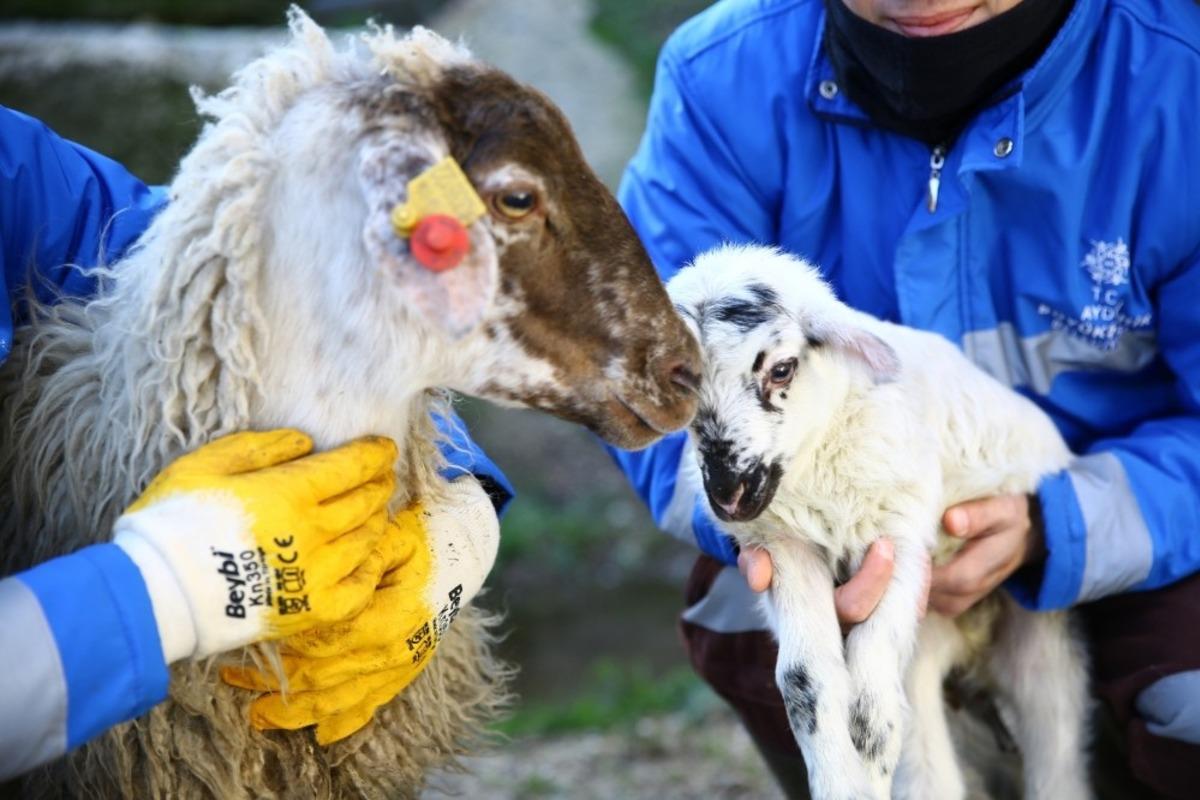&Ccedil;ine &ccedil;aparlarının ilk kuzusuna &lsquo;Umut&rsquo; ismi verildi