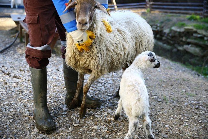 Çine çaparlarının ilk kuzusuna ‘Umut’ ismi verildi G4
