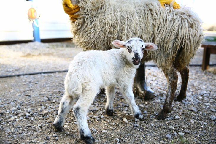 Çine çaparlarının ilk kuzusuna ‘Umut’ ismi verildi G5