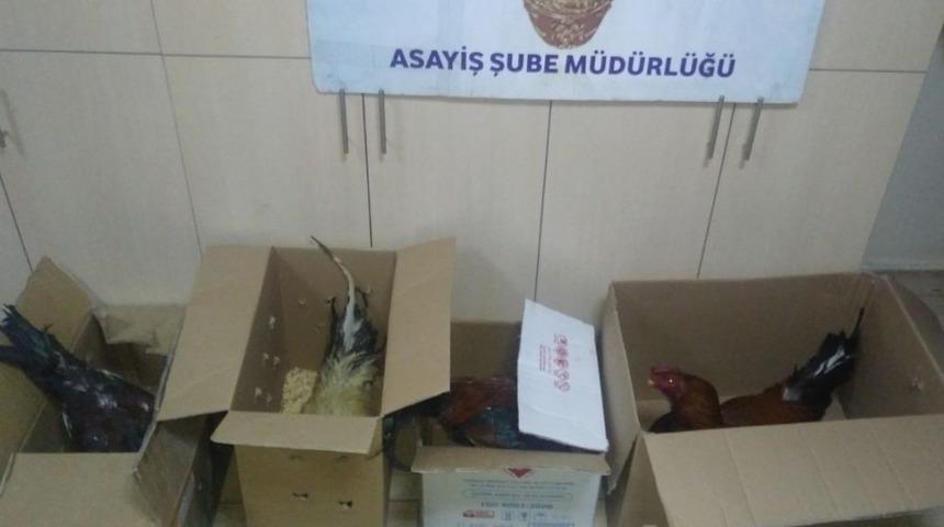 Batman&rsquo;da horoz d&ouml;v&uuml;ş&uuml;ne ceza