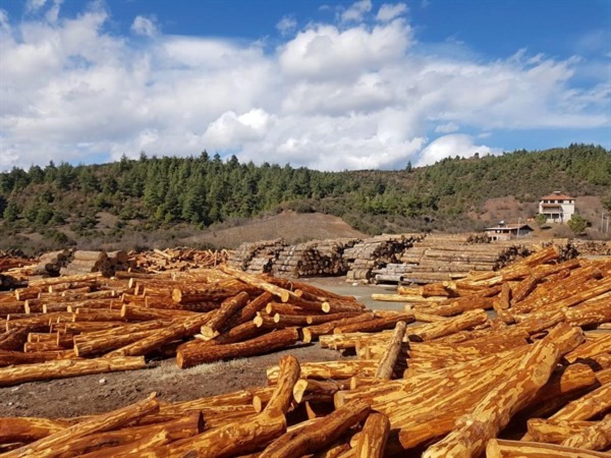 M&uuml;d&uuml;r Keskin: &ldquo;Orman emvallerimizi en iyi şekilde muhafaza ediyoruz&rdquo;