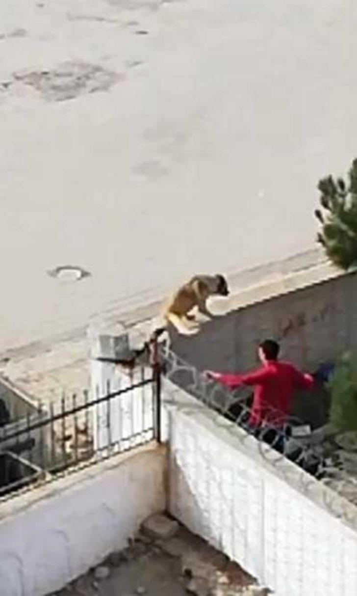 Öğretmenlerinden izin alıp dersten çıktılar, tellere takılan köpeği kurtardılar G4