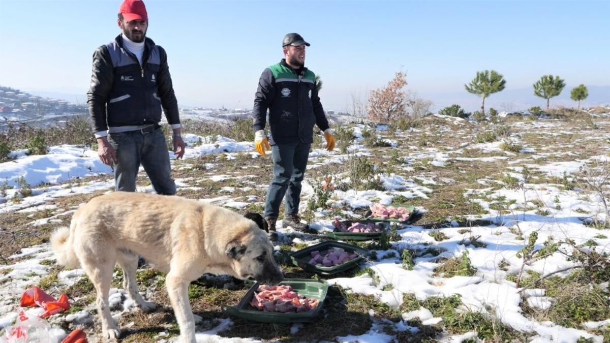 Başiskele&rsquo;de sokak hayvanlarına yardım eli