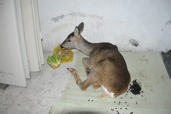 Dereye düşen yaralı karacanın imdadına vatandaş yetişti G2