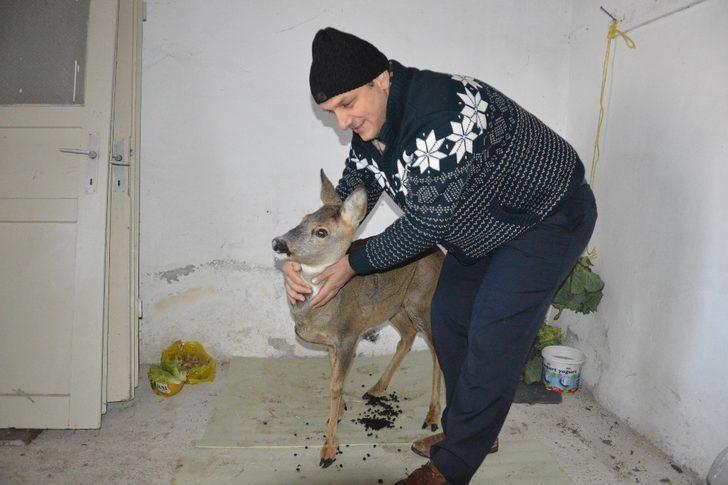 Dereye düşen yaralı karacanın imdadına vatandaş yetişti G3