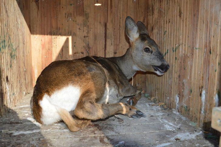 Dereye düşen yaralı karacanın imdadına vatandaş yetişti G5