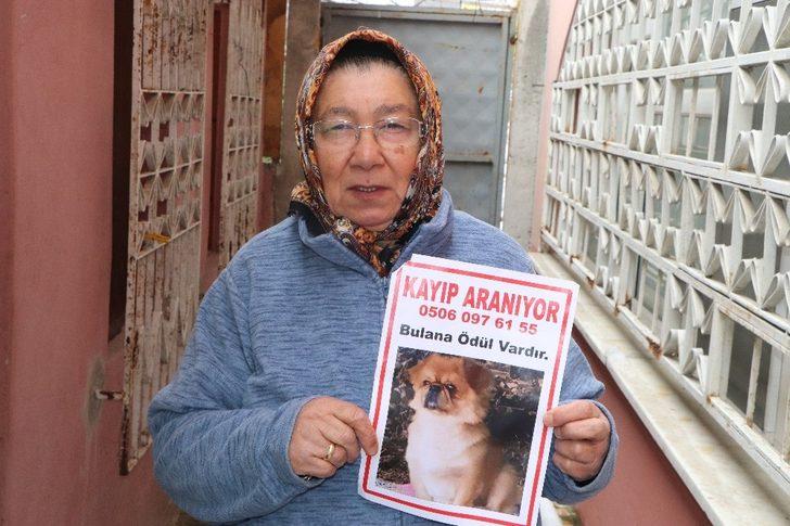 Kayıp köpeğini bulana ödül verecek G1