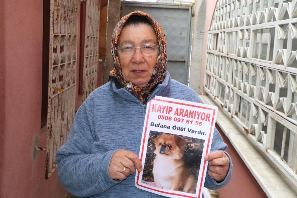 Kayıp k&ouml;peğini bulana &ouml;d&uuml;l verecek